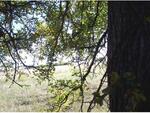 2 Hwy. 121, Bonham, TX 75418 Photo 5